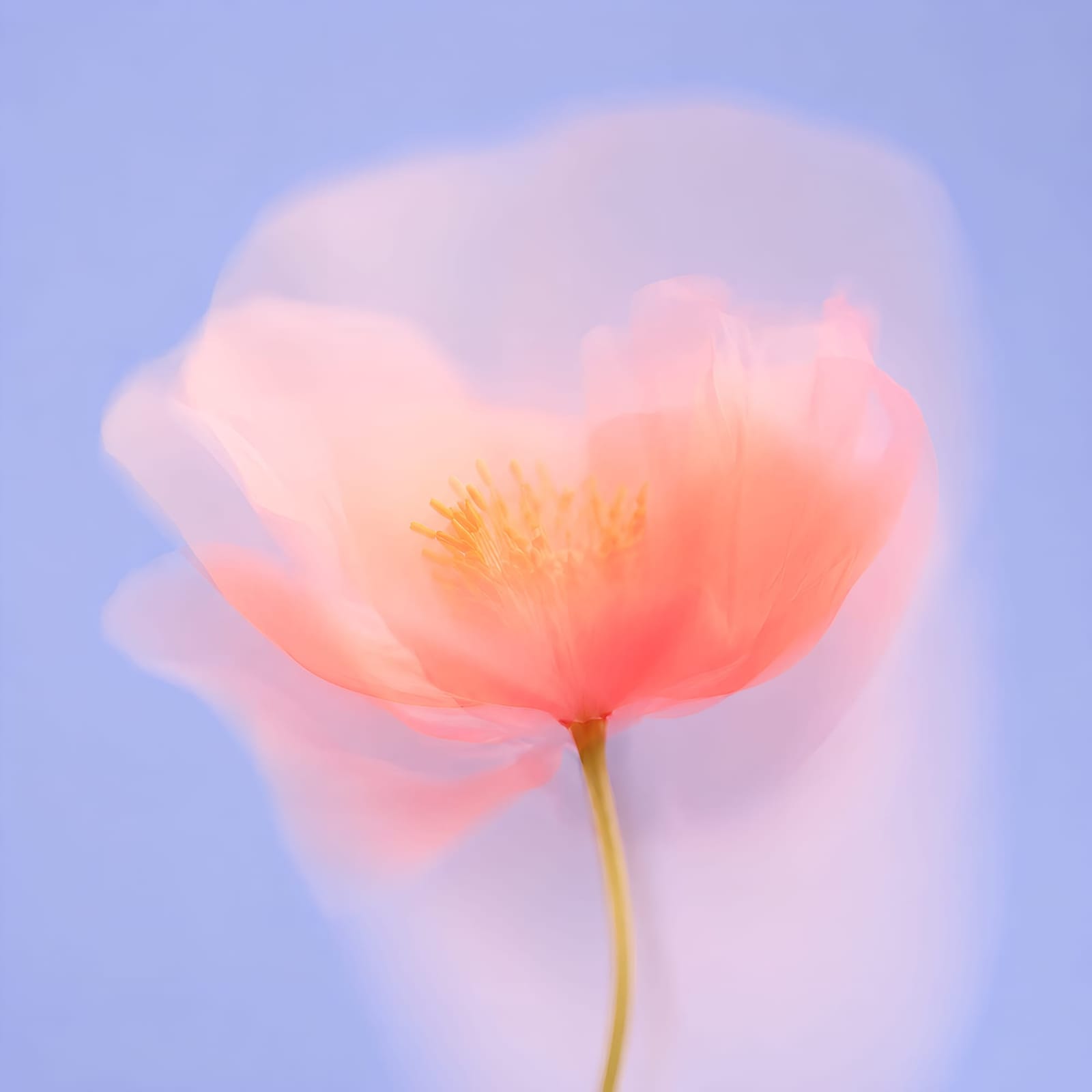 Ethereal Pastel Bloom In Soft Focus