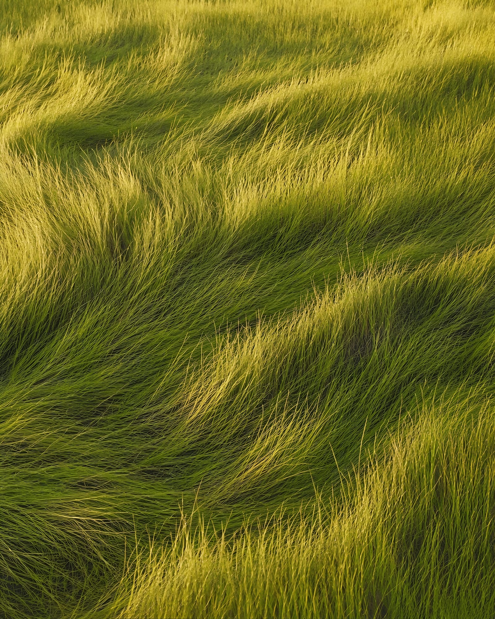 Golden Waves Of Grassy Texture