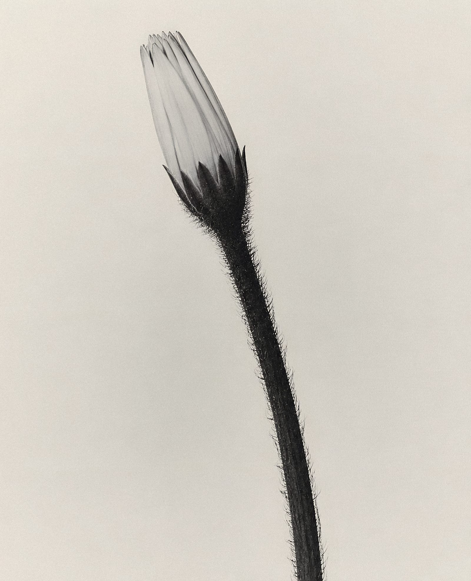 Solitary Bloom In Minimalist Light