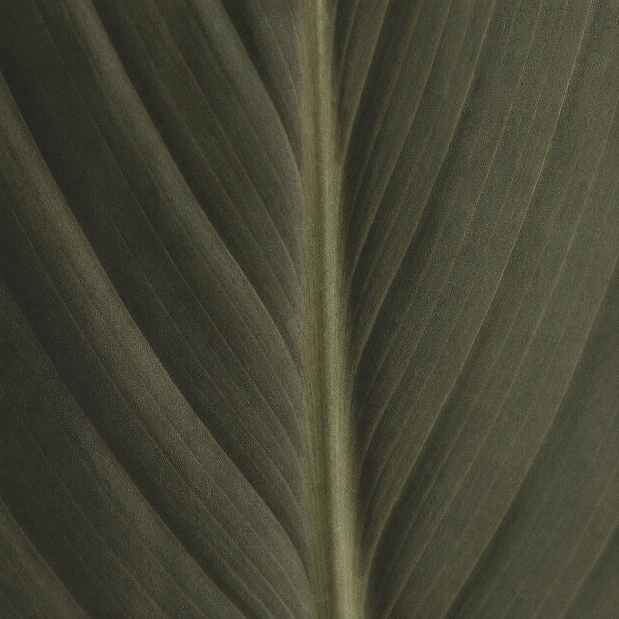 Botanical Texture Study In Green Tones
