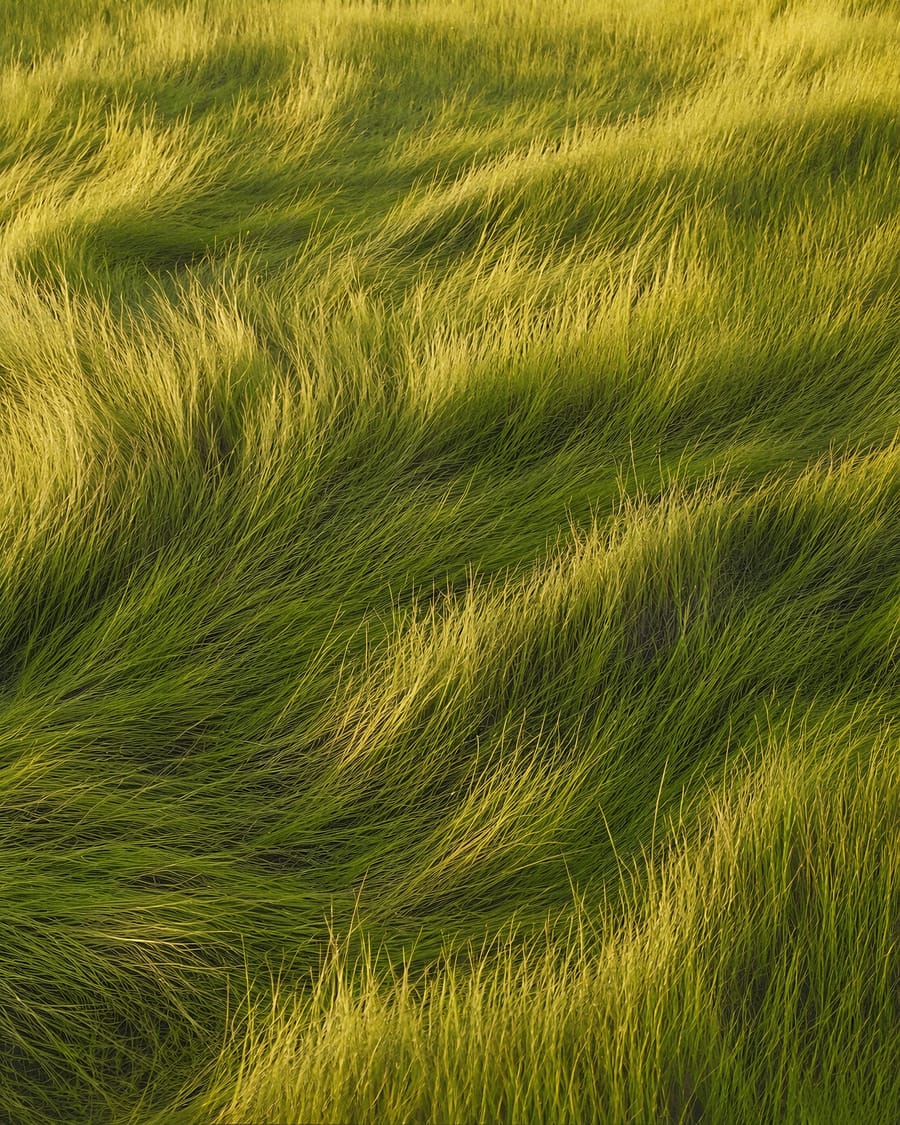 Golden Waves Of Grassy Texture
