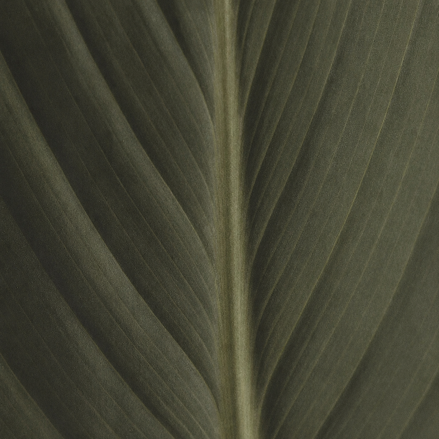 Botanical Texture Study In Green Tones